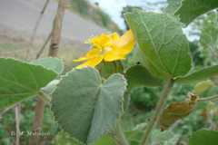Abutilon indicum subsp. guineensis